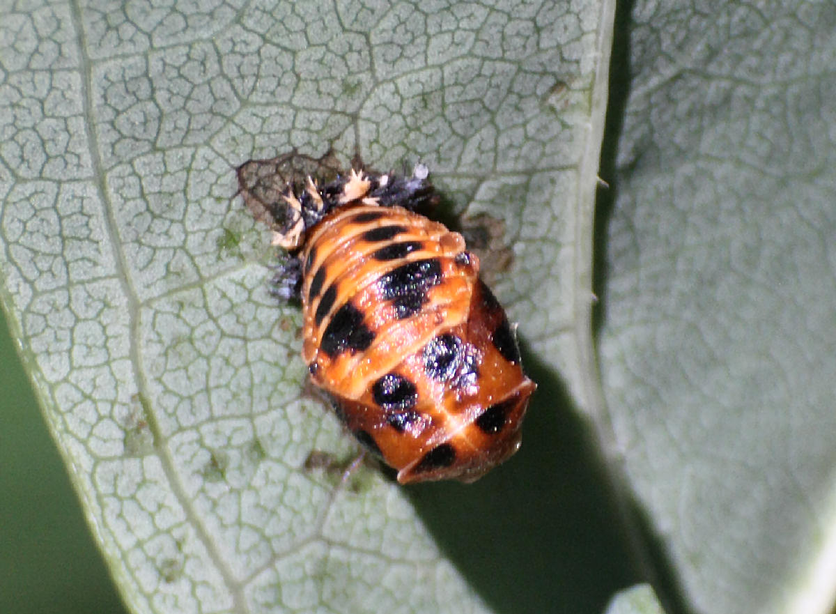 Esuvia di emittero ? No. Pupa di Harmonia axyridis